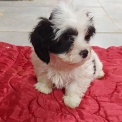 Bichon Havanais chiot vendu 1100 €