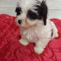 Chien Bichon Havanais proposé par l’élevage la ferme des Carons.