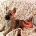 Chiot Cairn Terrier sans pedigree – prix 1280 €.