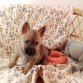 Chiot Cairn Terrier sans pedigree – prix 1280 €.