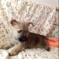 Cairn Terrier chiot vendu 1280 €