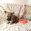 Chien Cairn Terrier proposé par l’élevage Domaine du ribat.