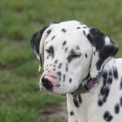 Chiot Dalmatien de race en région Centre-Val de Loire.