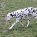 Dalmatien disponible en Eure-et-Loir