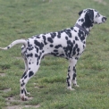 Chiot Dalmatien de race – prix 1000 €.