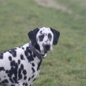 Chiot Dalmatien de race en région Centre-Val de Loire.