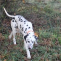 Chiot Dalmatien de race – prix 900 €.