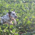 Dalmatien disponible en Eure-et-Loir
