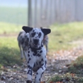 Chien Dalmatien proposé par l’élevage Elevage des dalma d'olympe.