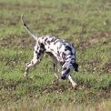 Chien Dalmatien proposé par l’élevage Elevage des dalma d'olympe.