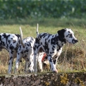Dalmatien disponible en Eure-et-Loir