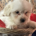 Adoption chiot Coton de Tulear au prix de 1380 €