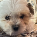 Chiot Coton de Tulear de race – prix 1380 €.