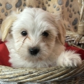 Chiot Coton de Tulear de race – prix 1380 €.