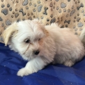 Chiot Coton de Tulear de race – prix 1380 €.
