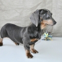 Teckel à poil ras disponible en Charente