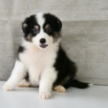 Chiot Berger australien sans pedigree – prix 1000 €.