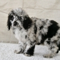 Chiot Caniche Nain sans pedigree – prix 1800 €.