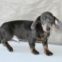 Teckel à poil ras disponible en Charente