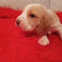 Beagle disponible dans le Puy-de-Dôme