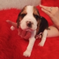 Chiot Beagle de race – prix 750 €.