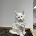 Maine Coon disponible en Aveyron