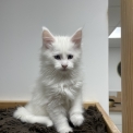 Chaton Maine Coon de race – prix 1600 €.