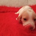 Chiot Beagle de race – prix 850 €.