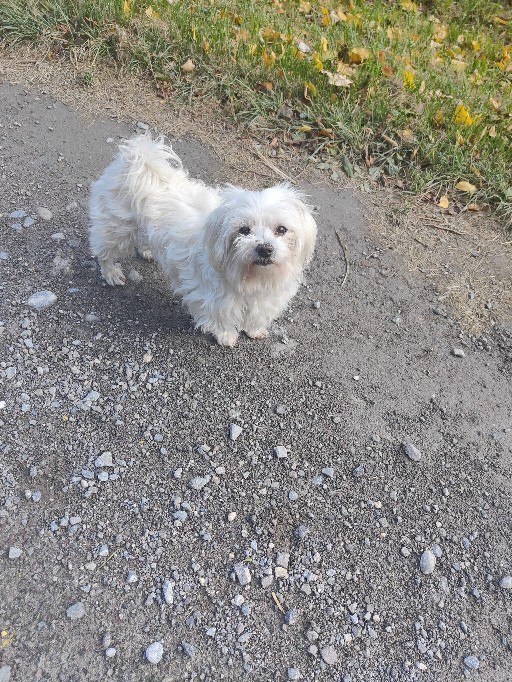 Petite femelle  n�e le 19/01/2026 est propos�e � vendue 1400 �.