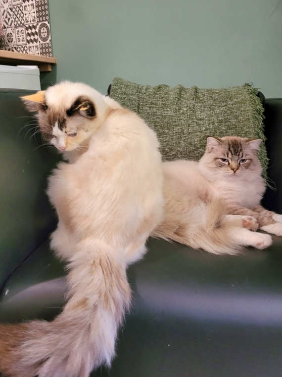 Petit mâle  né le 24/02/2025 est proposé – vendu 1300 €.