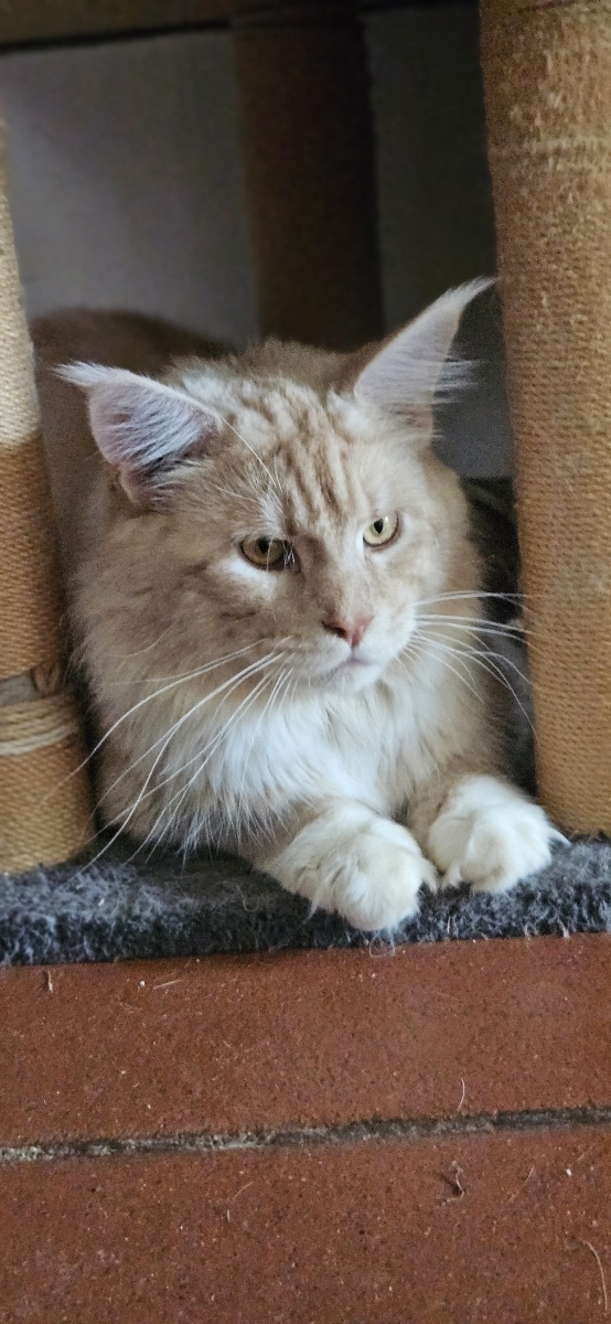 Petit mâle  né le 04/12/2025 est proposé – vendu 1200 €.