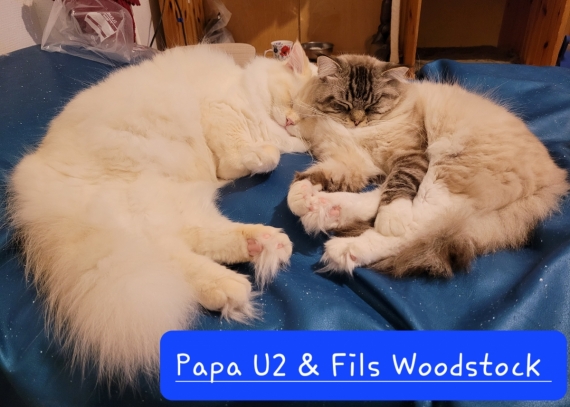 Petit mâle  né le 24/02/2025 est proposé – vendu 1300 €.