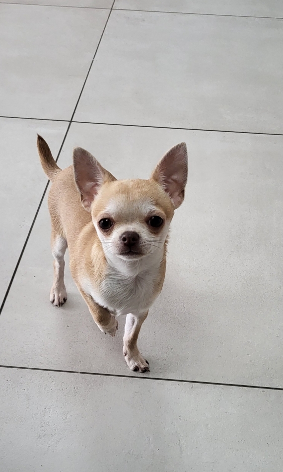 Petit mâle Chihuahua né le 13/07/2025 est proposé – vendu 2000 €.