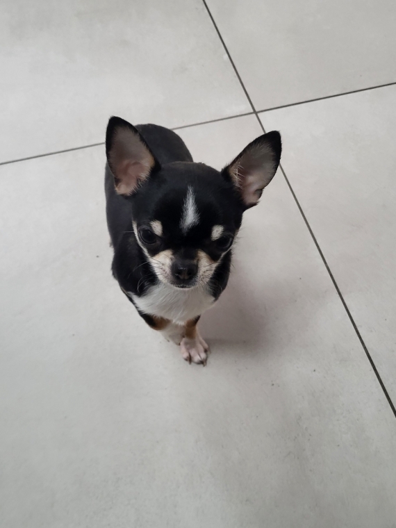 Petit mâle Chihuahua né le 13/07/2025 est proposé – vendu 2000 €.