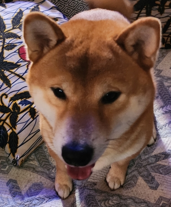 Petit mâle  né le 13/01/2026 est proposé – vendu 1290 €.