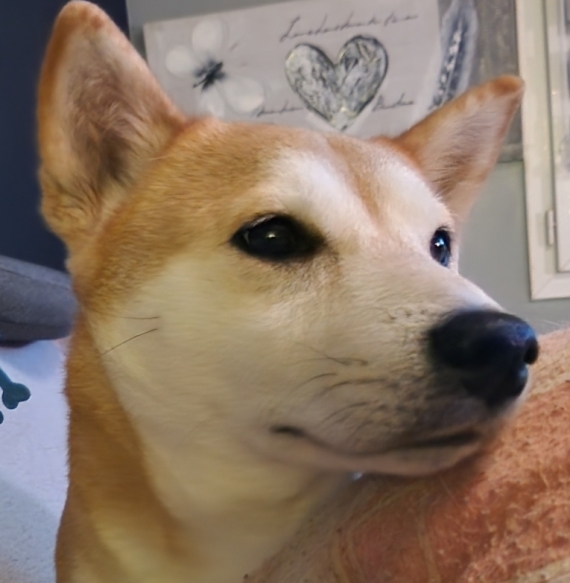 Petit mâle  né le 13/01/2026 est proposé – vendu 1290 €.