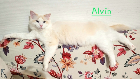 Petit mâle Ragdoll né le 24/02/2025 est proposé – vendu 1300 €.