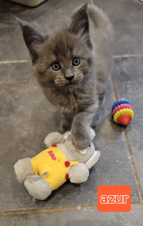 Petite femelle Maine Coon née le 04/12/2025 est proposée – vendue 1400 €.