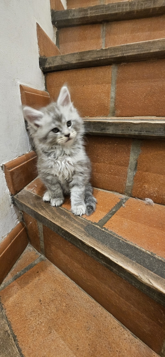 Petite femelle Maine Coon née le 04/12/2025 est proposée – vendue 1400 €.