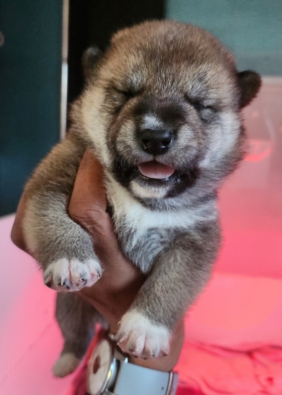 Petit mâle Shiba né le 13/01/2026 est proposé – vendu 1290 €.