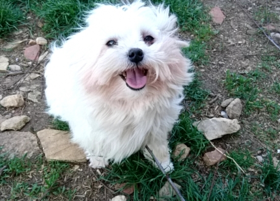 Petite femelle  n�e le 19/01/2026 est propos�e � vendue 1400 �.