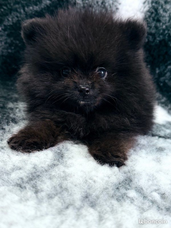 Petit mâle Spitz Allemand (Nain) né le 25/11/2025 est proposé – vendu 1000 €.