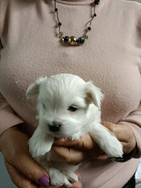 Petite femelle Bichon Maltais n�e le 19/01/2026 est propos�e � vendue 1400 �.