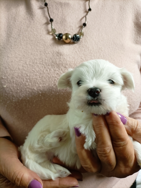 Petit m�le Bichon Maltais n� le 19/01/2026 est propos� � vendu 1200 �.