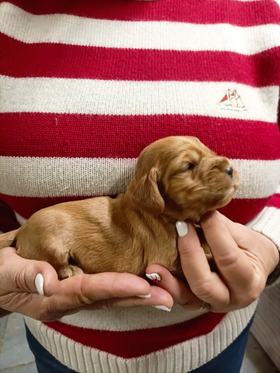 Petit mâle Cocker Anglais (Spaniel) né le 19/12/2025 est proposé – vendu 1400 €.