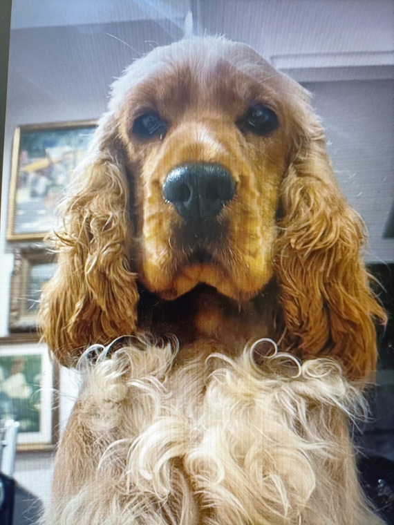 Petite femelle  née le 19/12/2025 est proposée – vendue 1400 €.