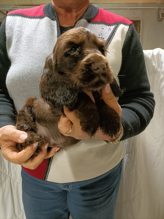 Petit m�le Cocker Anglais (Spaniel) n� le 19/12/2025 est propos� � vendu 1400 �.