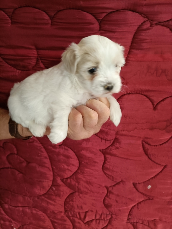 Petit m�le Coton de Tulear n� le 19/12/2025 est propos� � vendu 1100 �.