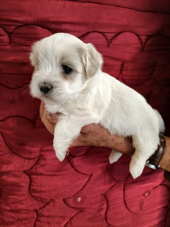Petite femelle Coton de Tulear n�e le 19/12/2025 est propos�e � vendue 1300 �.