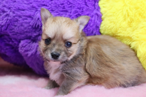 Petit mâle Chihuahua né le 05/12/2025 est proposé – vendu 1060 €.